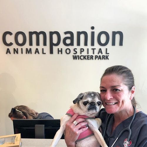 Companion Animal Hospital Wicker Park